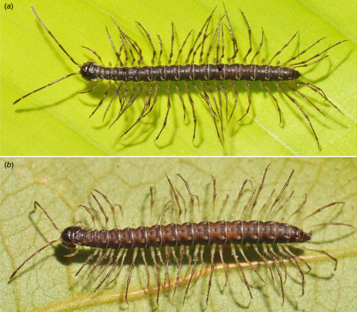 Alternaxytes bipectinata’s alternating leg lengths may allow it to move sideways instead of just forward, according to researchers.