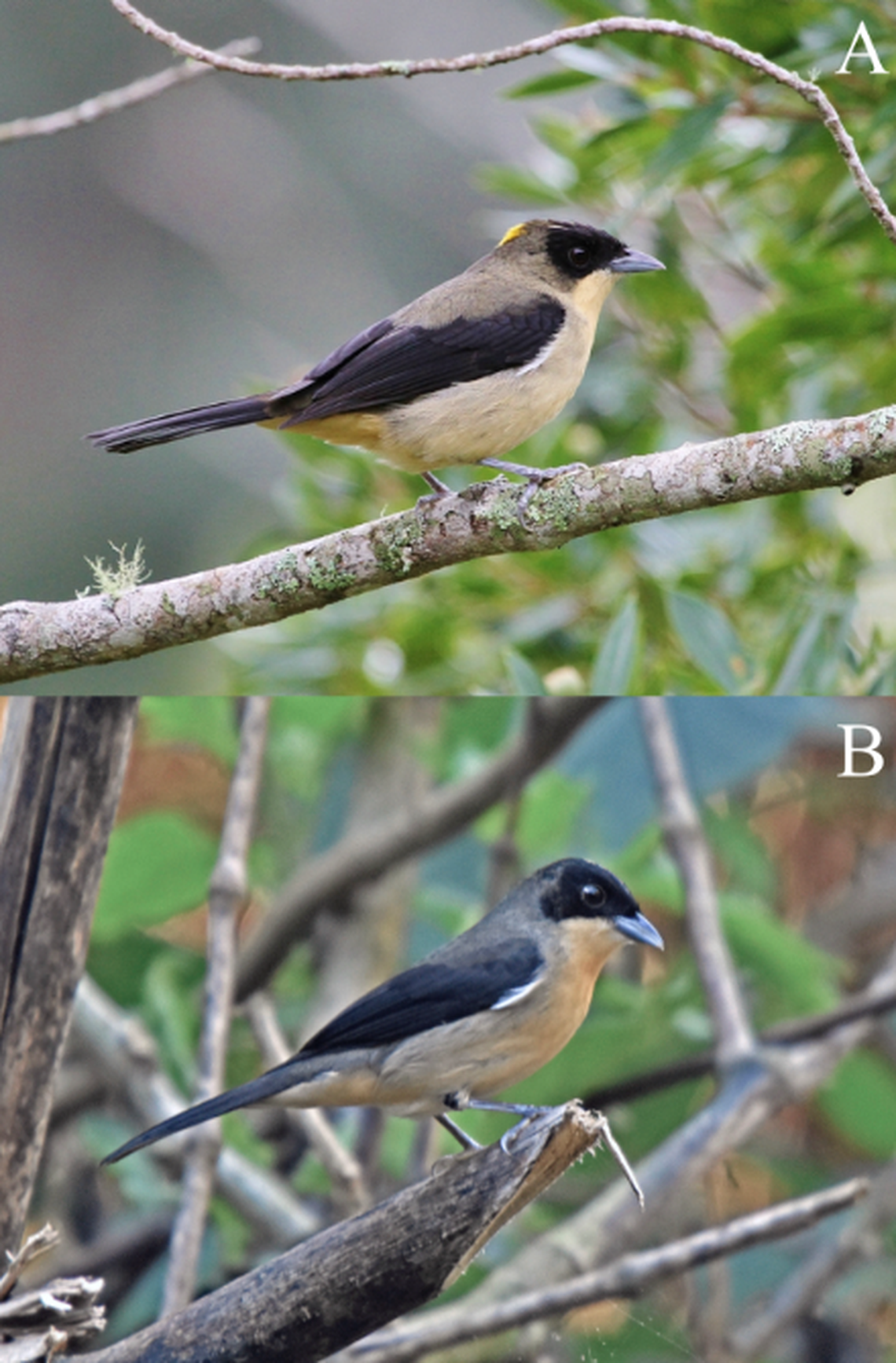 The black-goggled tanager (top) has a greenish-olive body and the black color stops behind the eyes. The new Andean species (bottom) has an extending black mask and a grey color to the body.