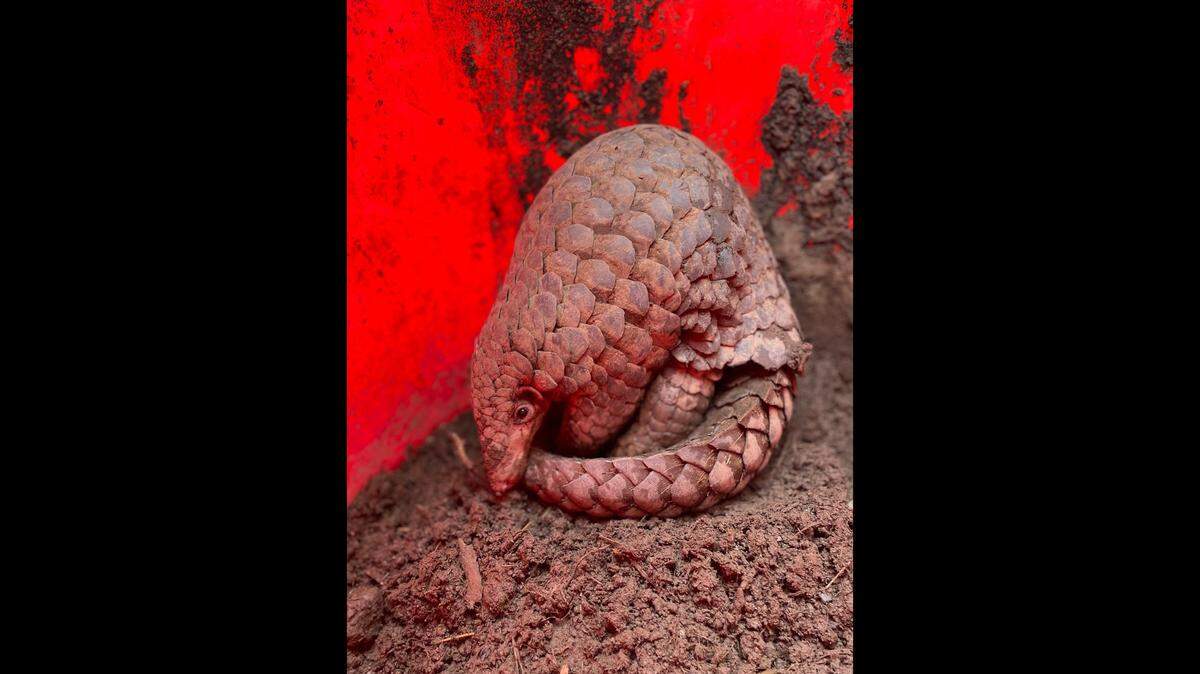 Scientists analyzing the DNA of confiscated pangolins and their scales discovered a “cryptic” new species: the Indo-Burmese pangolin, a study said.