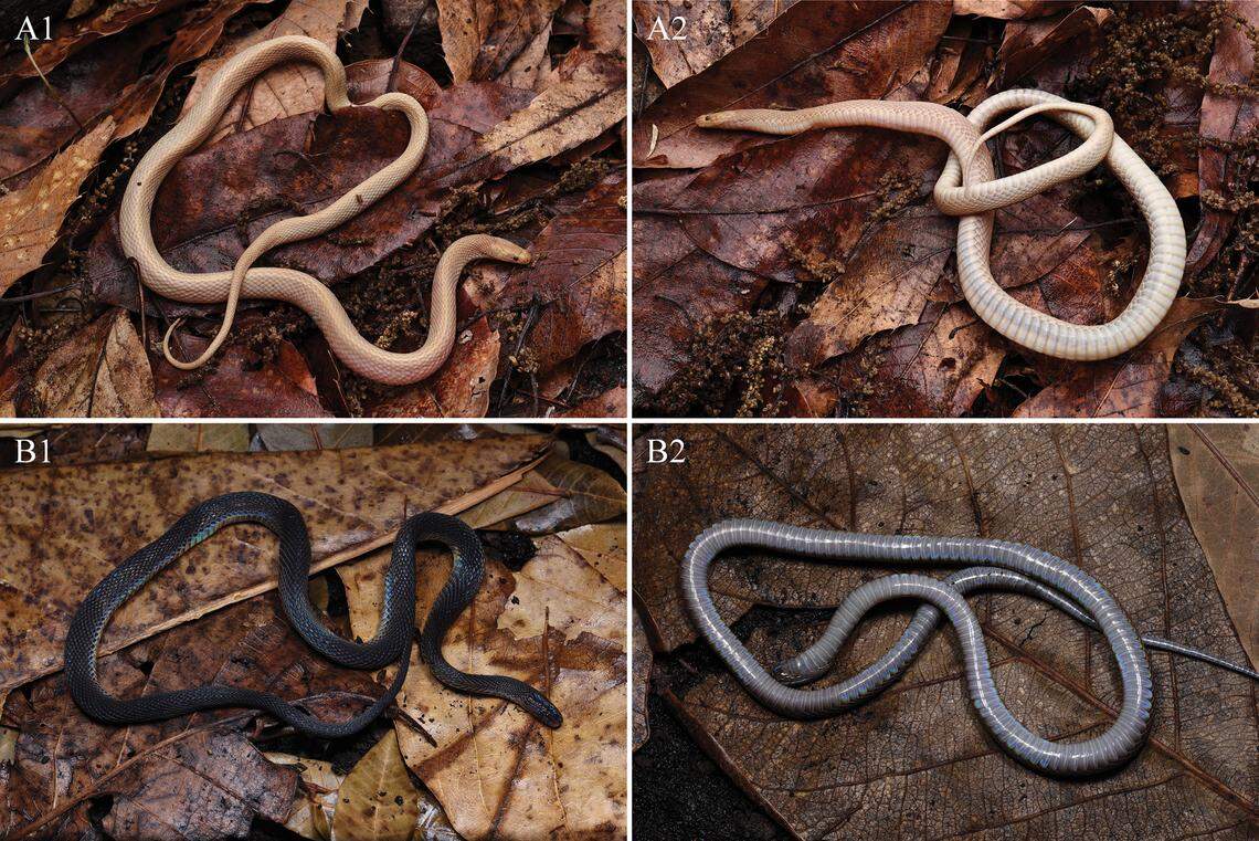 The albino (top) and normal-colored (bottom) Achalinus sheni, or Shen’s odd-scale snake.