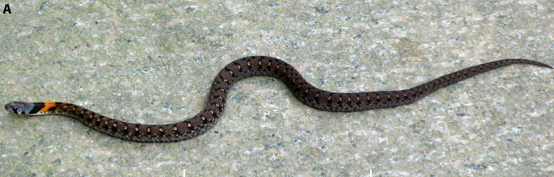 Rhabdophis angeli has a distinct orange and black collar-like pattern below its head, according to a study.