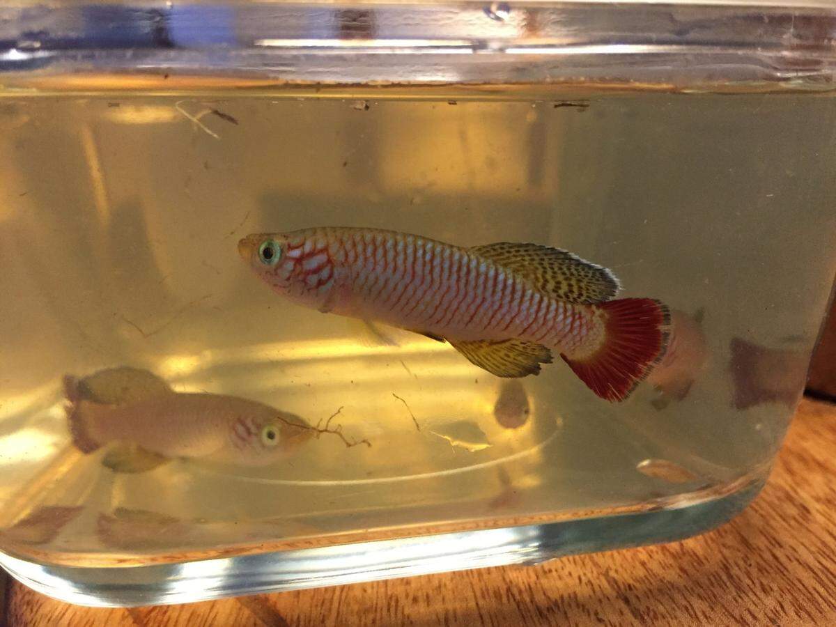 Some Nothobranchius sylvaticus, or forest killifish.