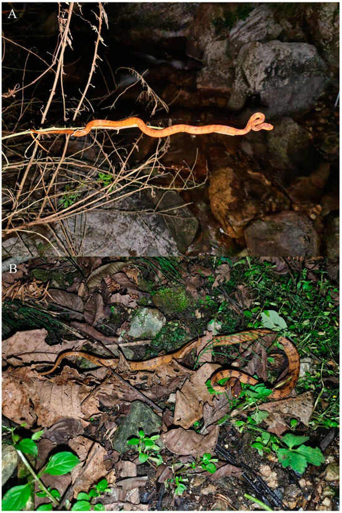 Two Pareas guanyinshanensis, or Guanyinshan slug-eating snakes, in their natural habitat.