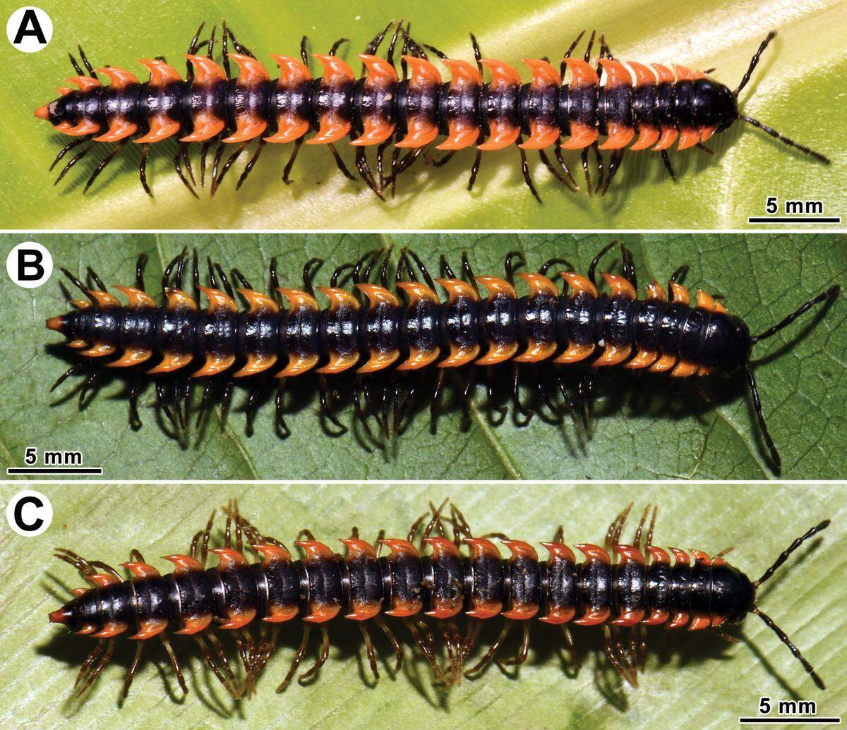 Orthomorpha tergoaurantia was found in a temple in southern Cambodia, researchers said.