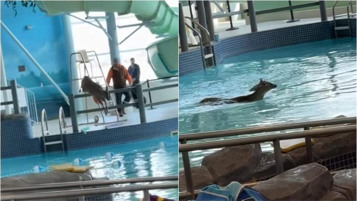 Swim lessons at a recreation center in Canada stopped when a deer crashed through the window and jumped in the pool, videos show and officials said.