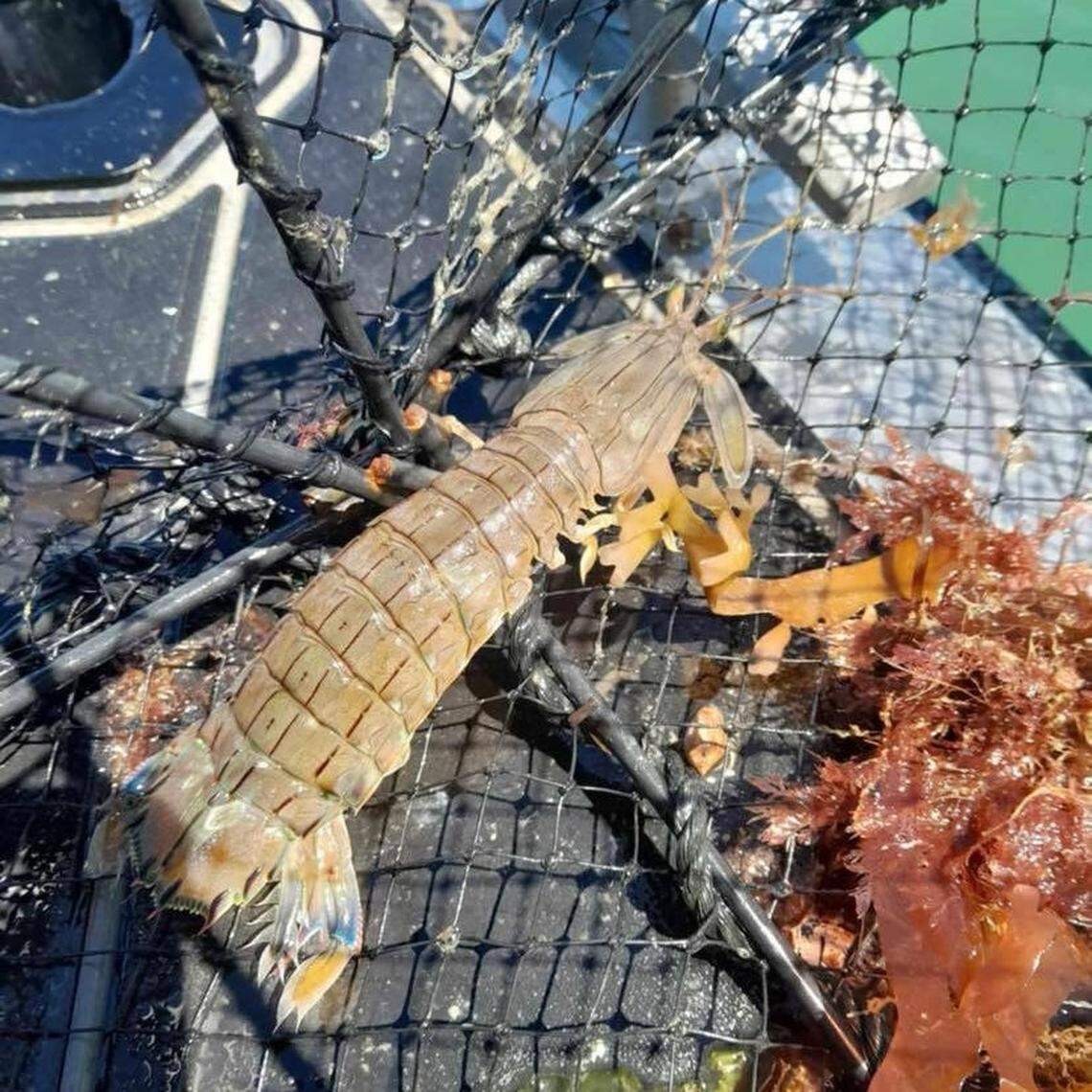 Japenese mantis shrimp found in New Zealand’s Bay of Plenty.
