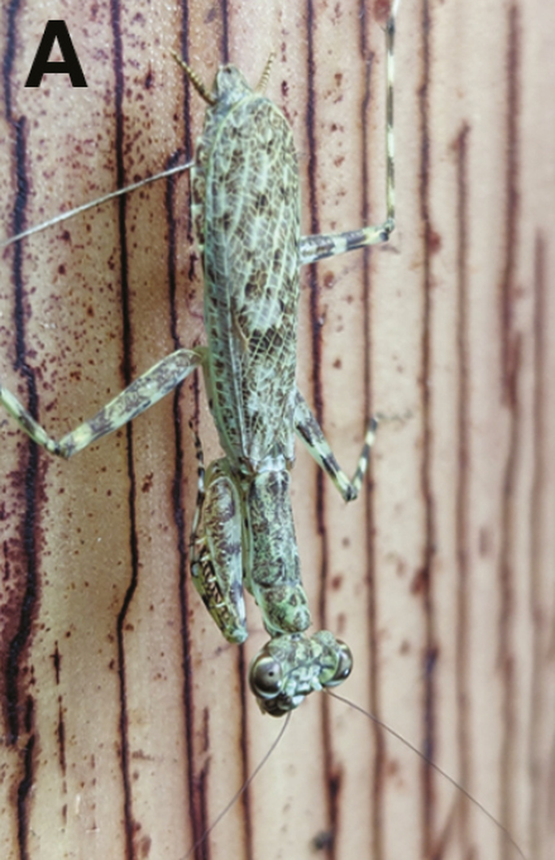Researchers believe the species may have arrived in the Galápagos as a stowaway in construction or agricultural material.