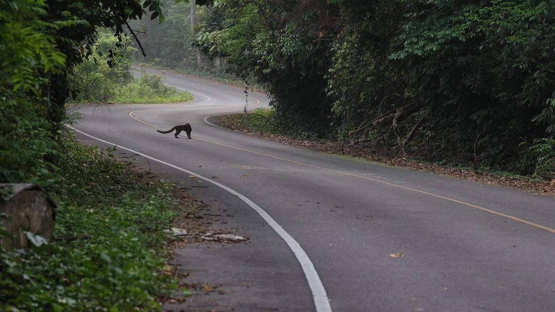 A tourist driving through Kaeng Krachan National Park saw a marbled cat, an elusive and mysterious feline, crossing the road, wildlife officials said.