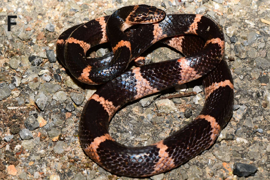 A Lycodon poyarkovi, or Poyarkov’s big-tooth snake.