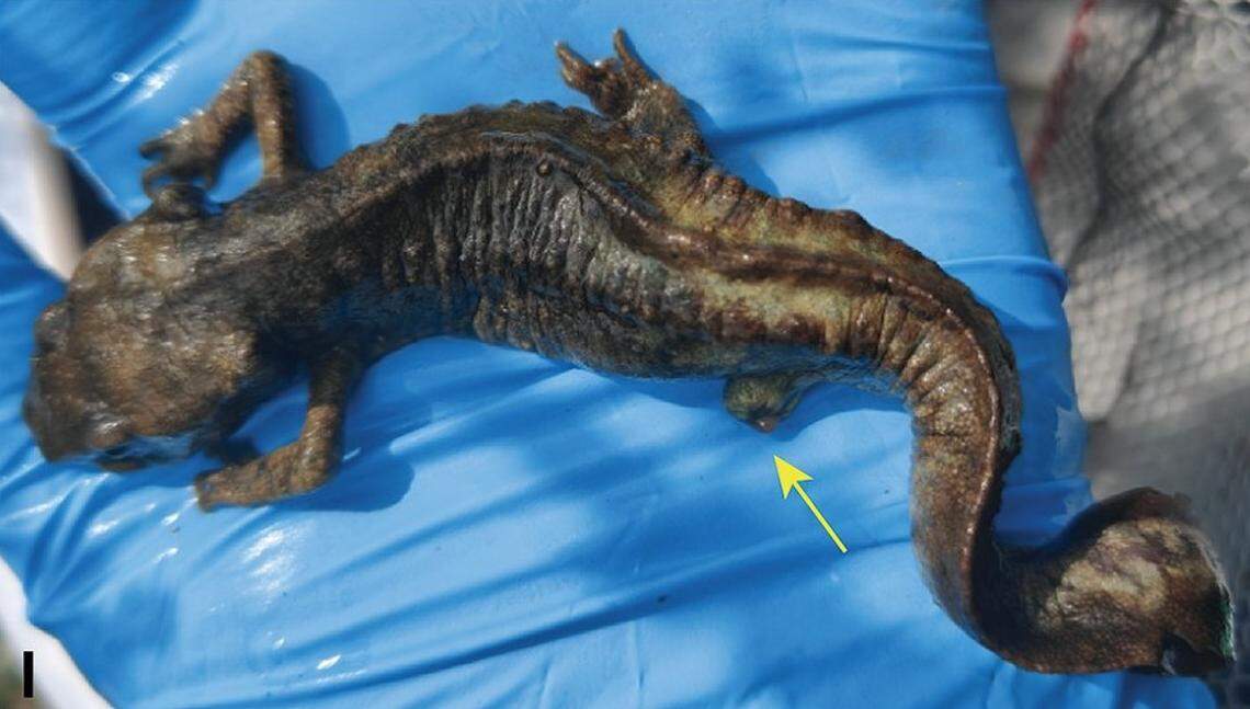 A Paramesotriton wumengshanensis, or Wumeng Mountains warty newt, with a missing leg.