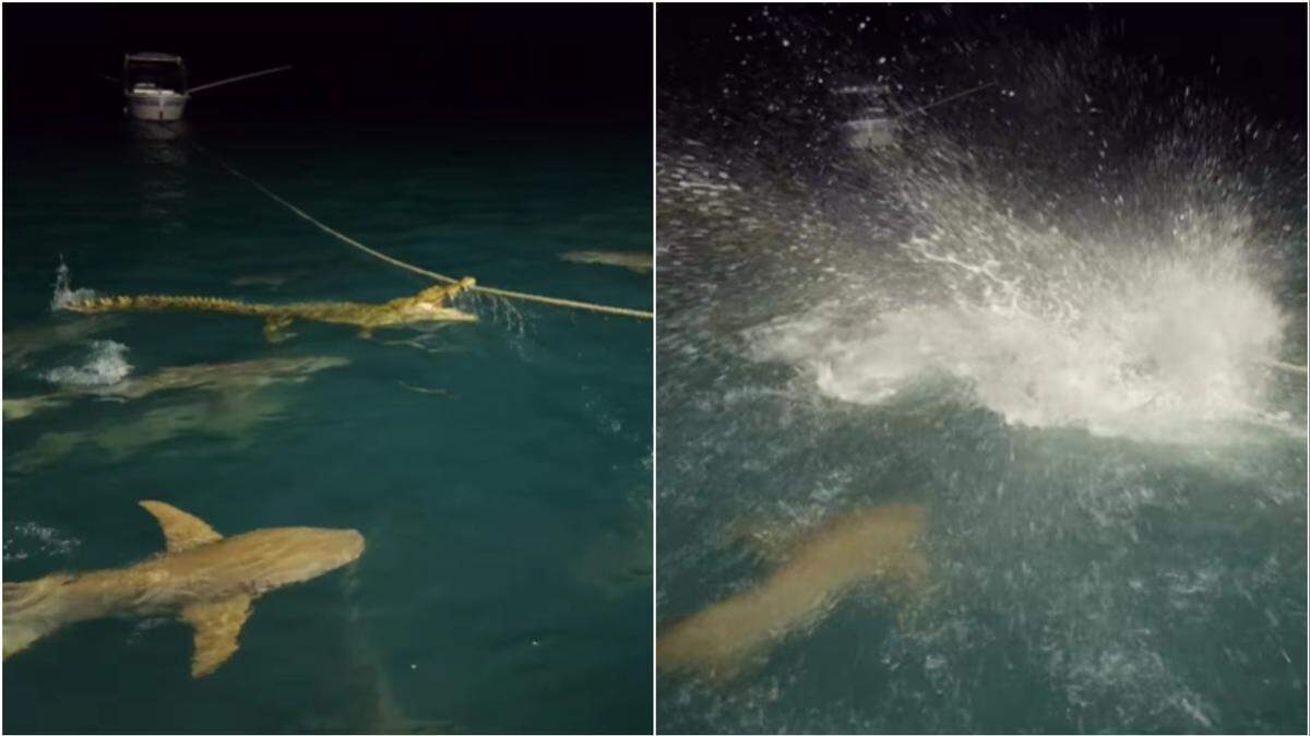 A group fishing at night in Australia watched as a gang of sharks circled then attacked a crocodile. A video shows the animals battling.