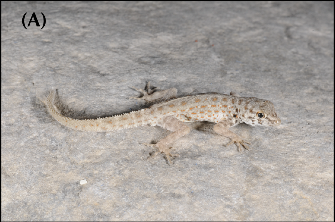 A Pristurus omanensis, or Oman semaphore gecko.