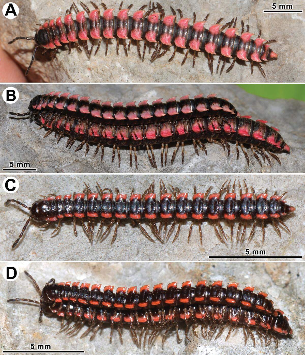 Orthomorpha efefai was discovered in Neang Romsay Sak Cave in western Cambodia.