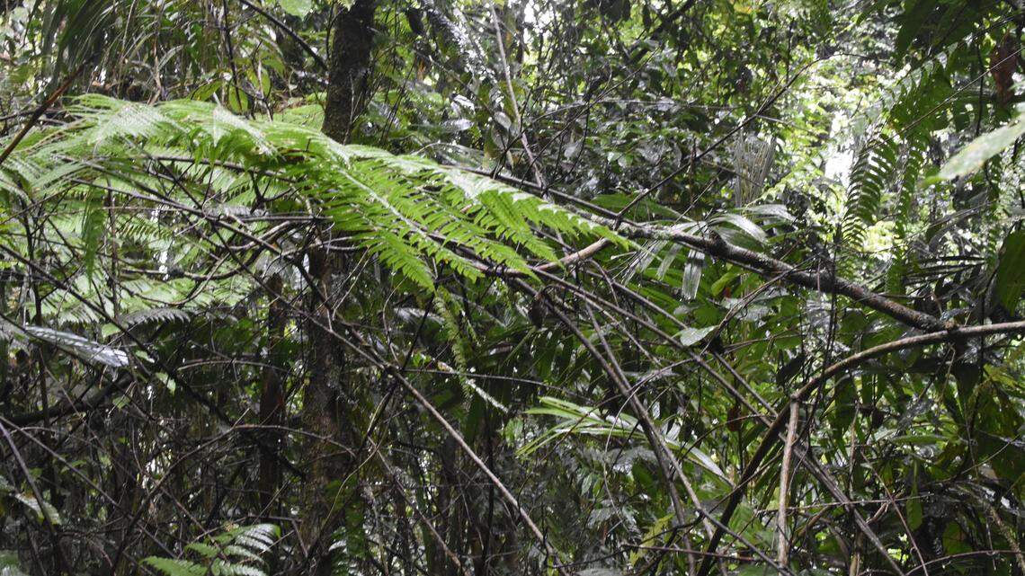 A student saw an elusive animal sleeping on a trail in Malaysia and discovered the first female Drogon’s false garden lizard ever recorded.