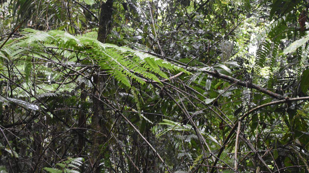 A student saw an elusive animal sleeping on a trail in Malaysia and discovered the first female Drogon’s false garden lizard ever recorded.