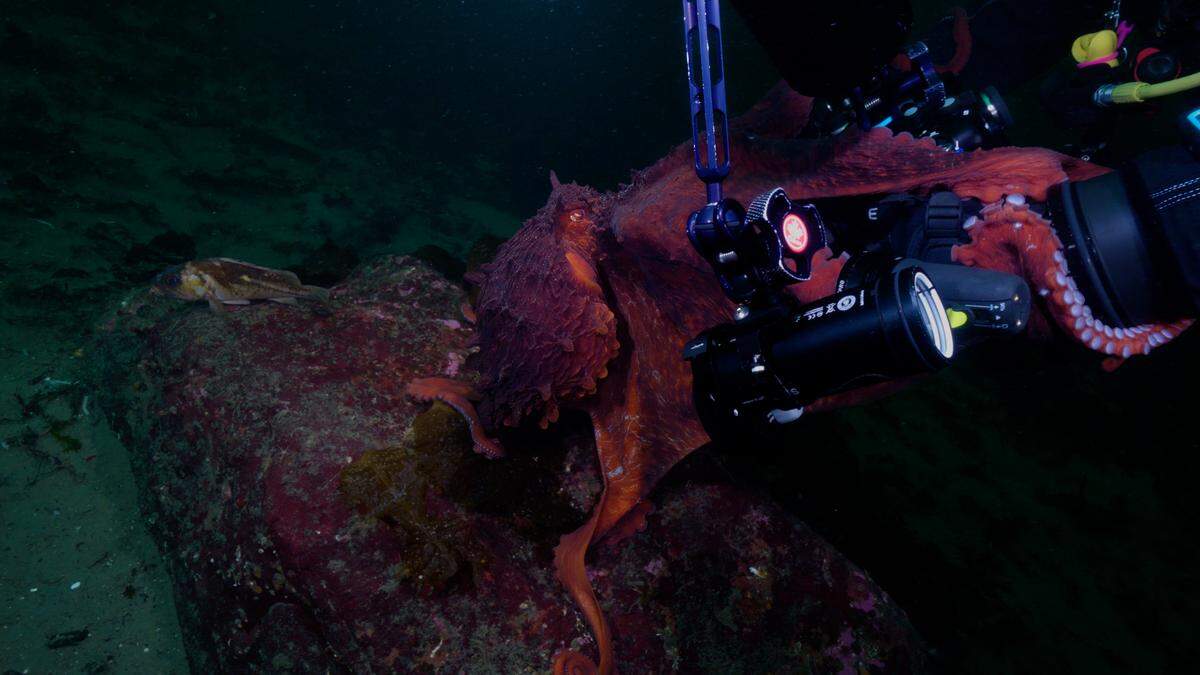 The giant Pacific octopus grabbing part of a camera.