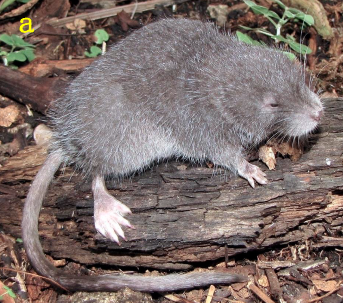 The Incan water mouse has a long tail and broad feet that make it well-adapted to survival in the water, researchers said.