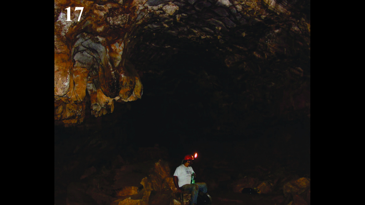 Scientists found a clawed animal with “sucker-like” genitalia lurking in a cave in Brazil and discovered a new species, a study said.