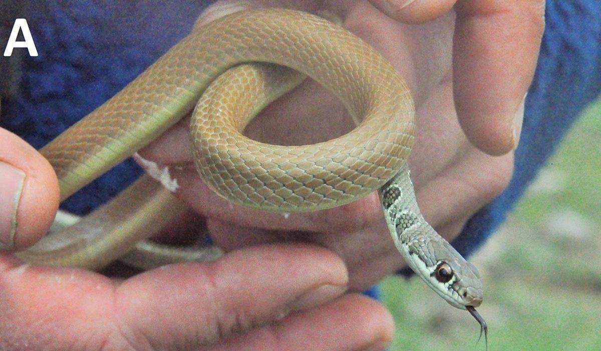 A Dahl’s whip snake, or Platyceps najadum, seen in Kosovo.