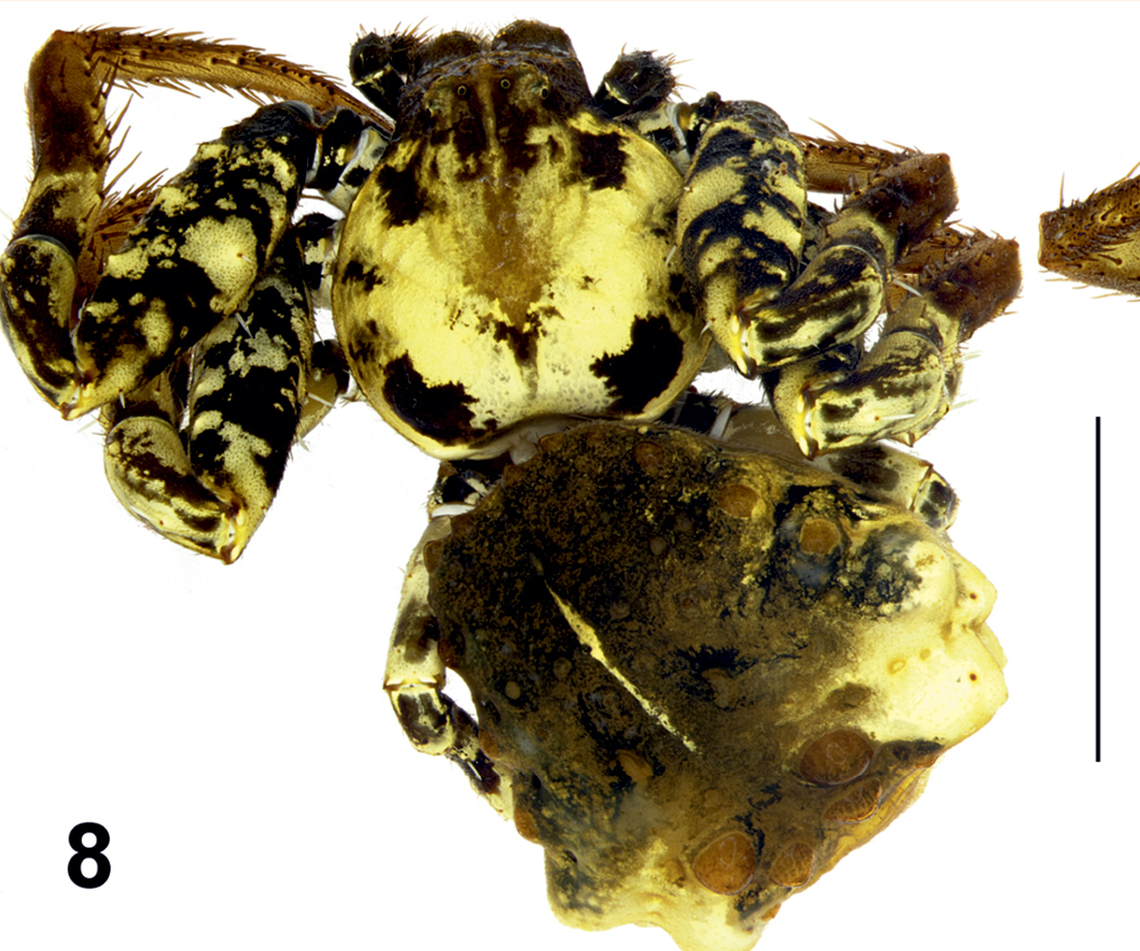 Phrynarachne storozhenkoi, a new species, is also the first Phrynarachne spider officially recorded in Borneo, according to Omelko.