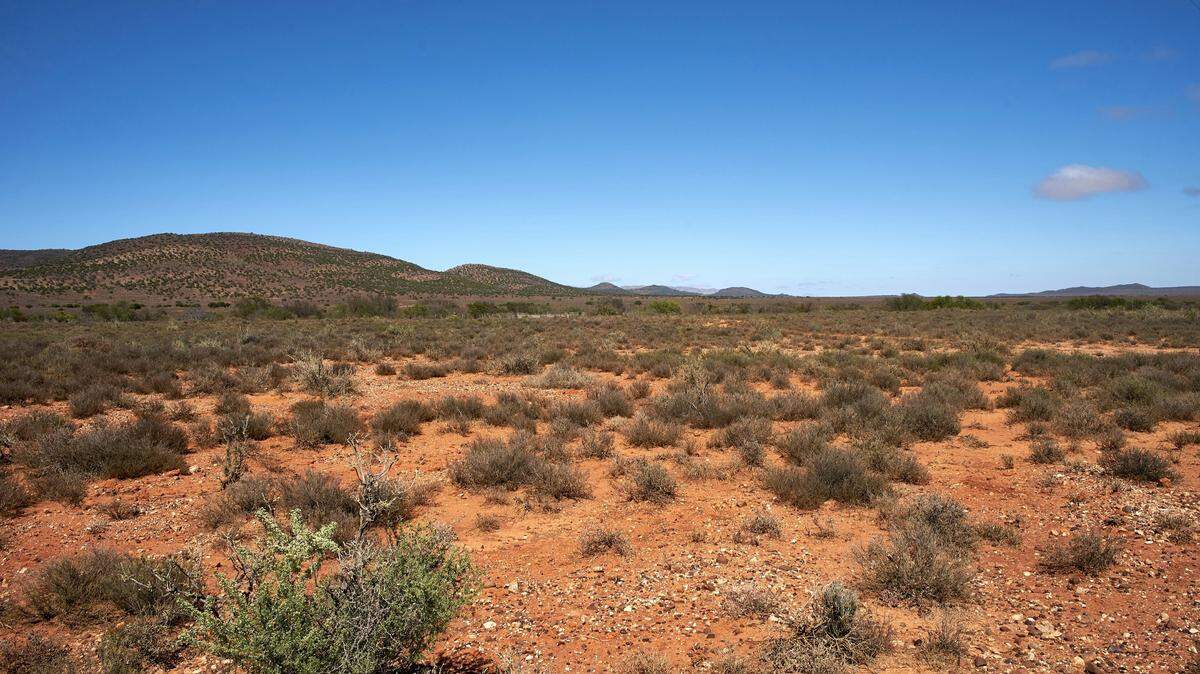 The family was spotted in Pilliga State Conservation Area, where the species was reintroduced in 2023, according to wildlife experts.