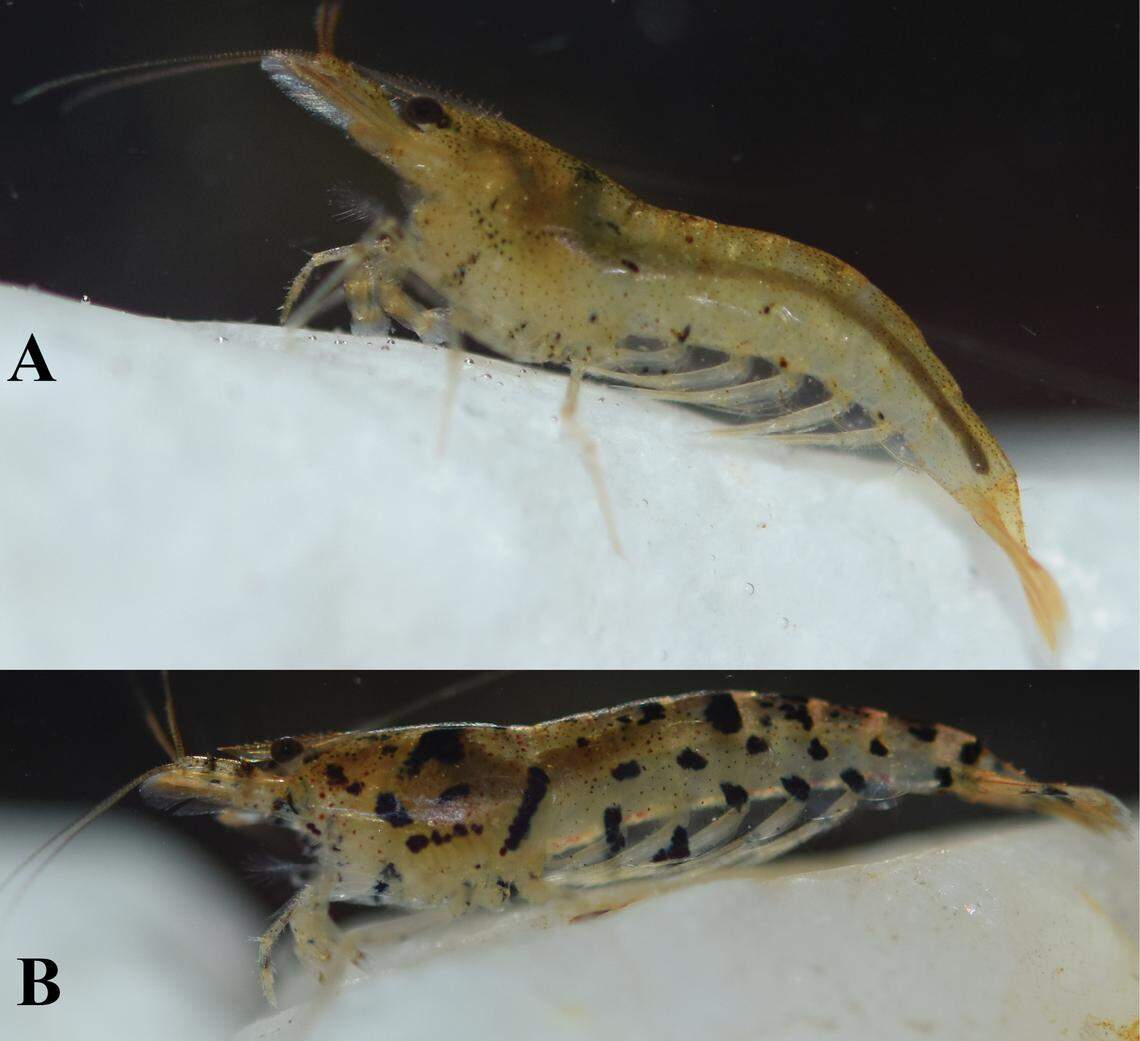 Two Caridina baitulong, or Bai Tu Long shrimp, showing varied coloring.