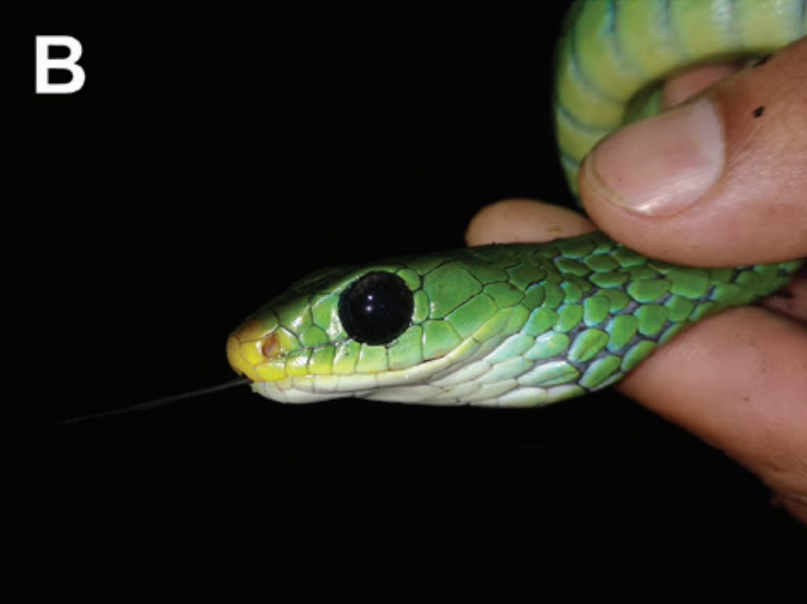A close-up photo shows a Chironius whipala, or whipala sipo snake.
