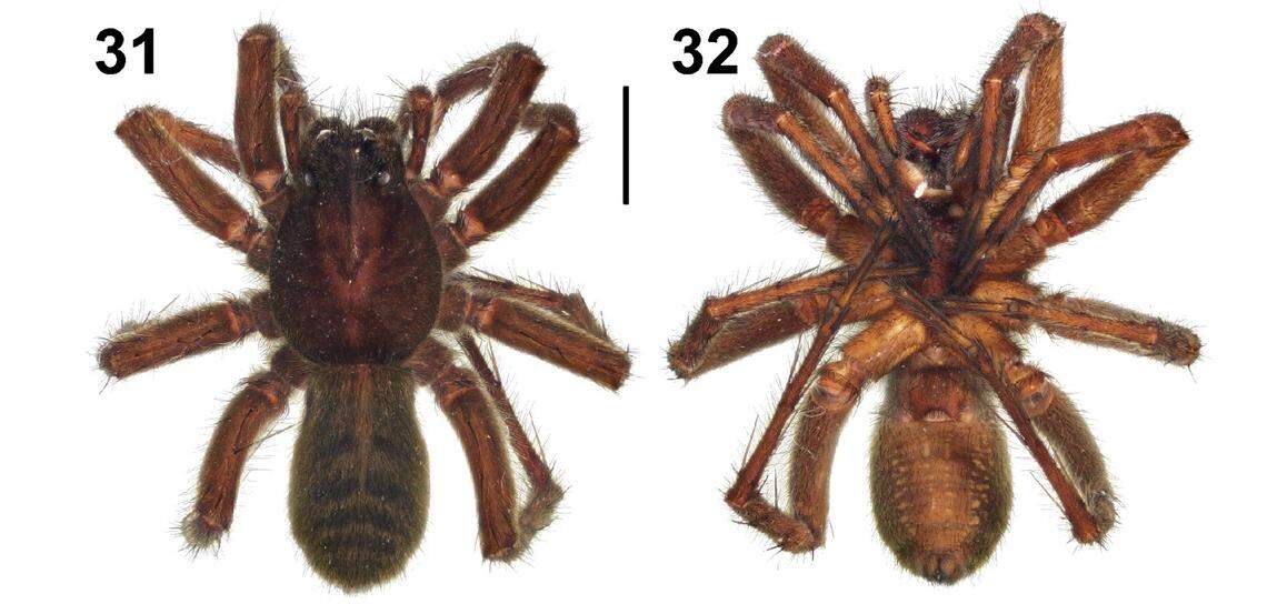 A female Pamirosa kudratbekovi, or Kudratbekov’s wolf spider.