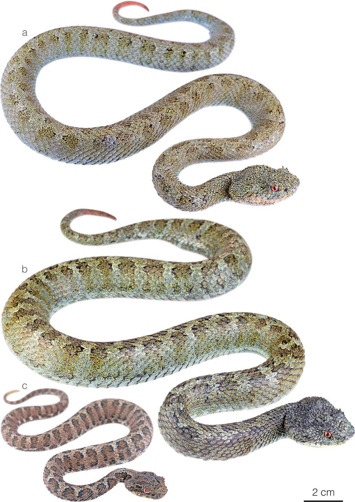 Several Bothriechis klebbai, or Klebba’s eyelash pit vipers.