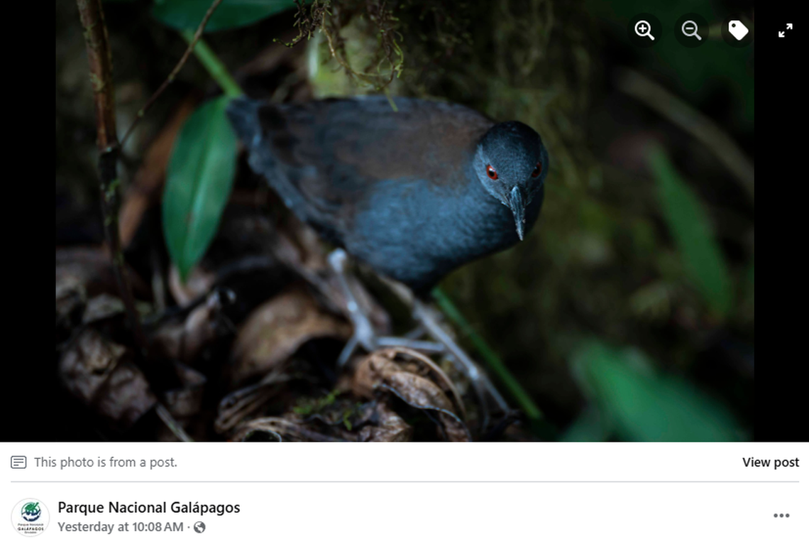 The bird may have been on the island the entire time, or could have been reintroduced, officials said.