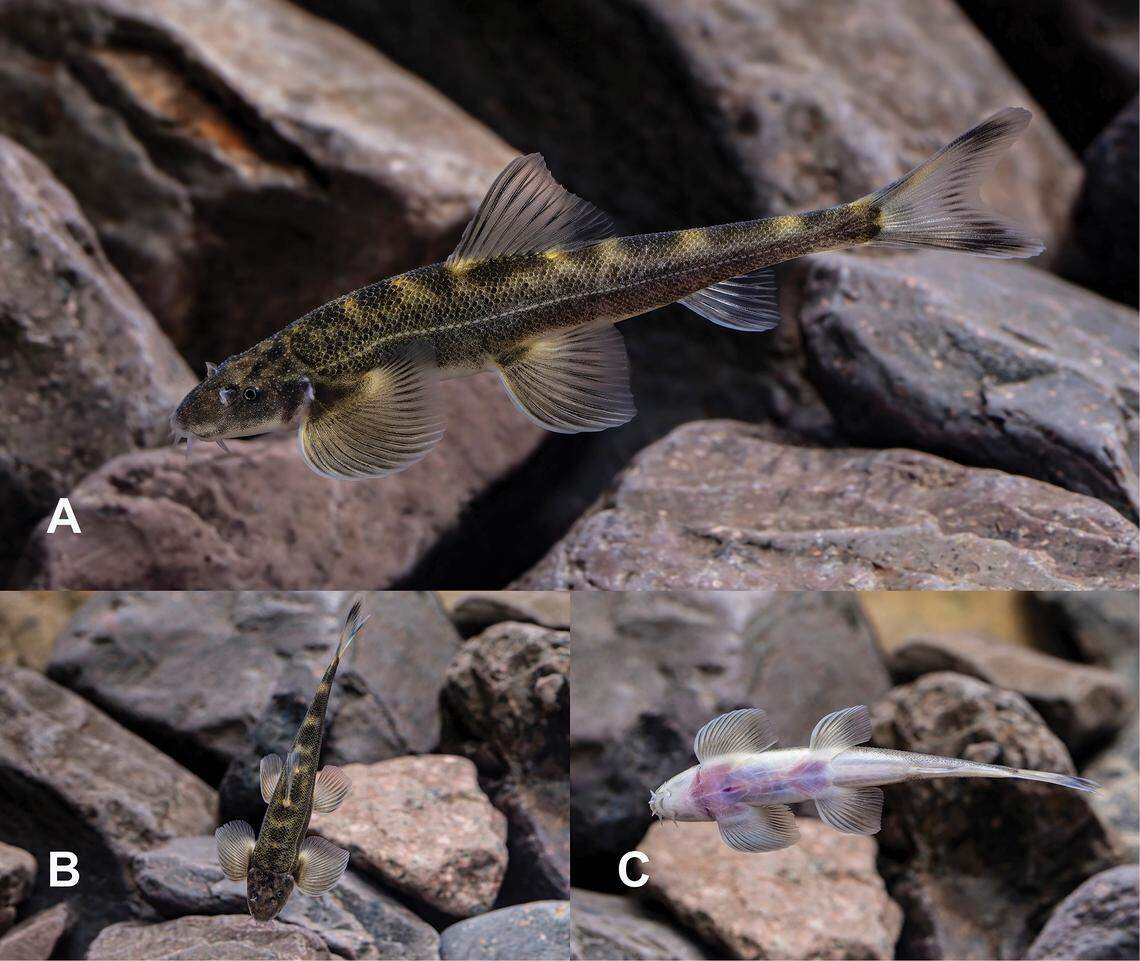 Multiple views of a Balitora dehouensis, or Dehou heterocercal stone loach.