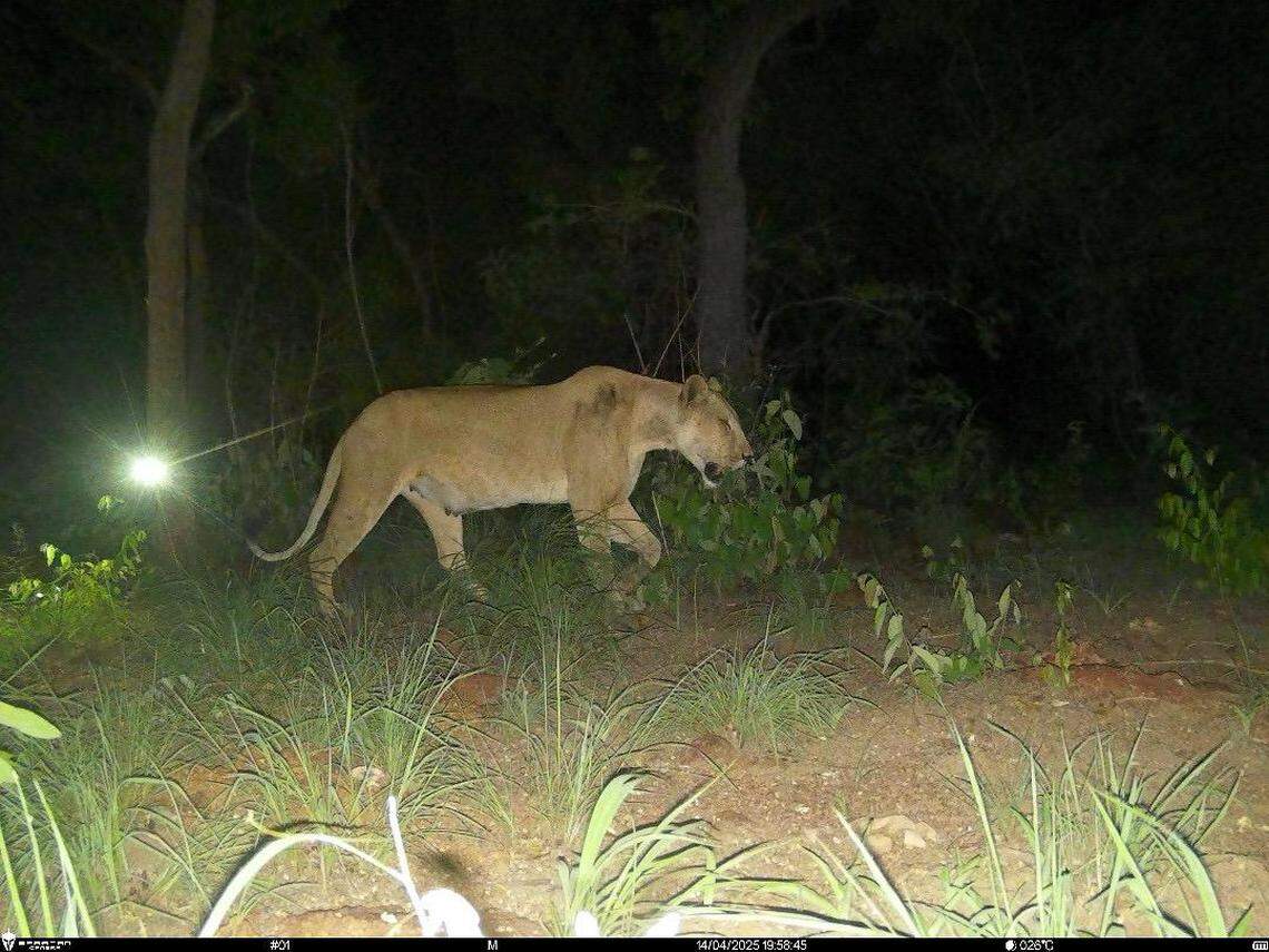 A female lion seen at Bamingui-Bangoran National Park in April.