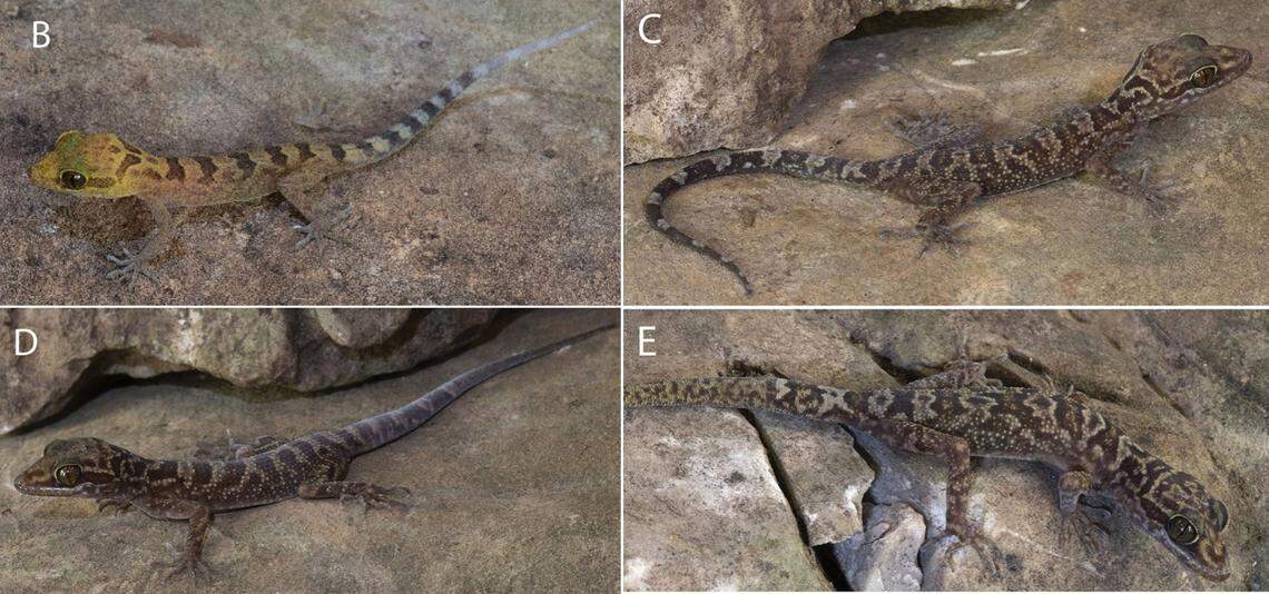 A baby (B) and several female Cyrtodactylus phamiensis, or Pha Mi bent-toed gecko.