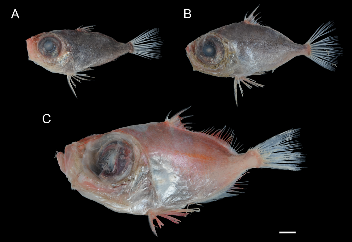 Several Zenion boops, or bigeye armoreye dories.
