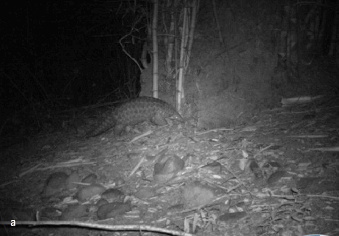 An Indian pangolin seen at Jasrota Wildlife Sanctuary.