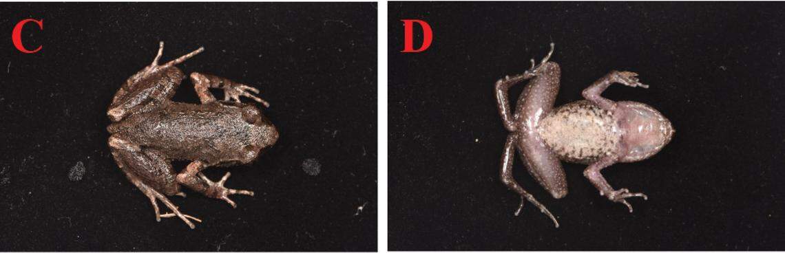 A Leptobrachella weixinensis, or Weixin leaf litter toad, as seen from above and below.