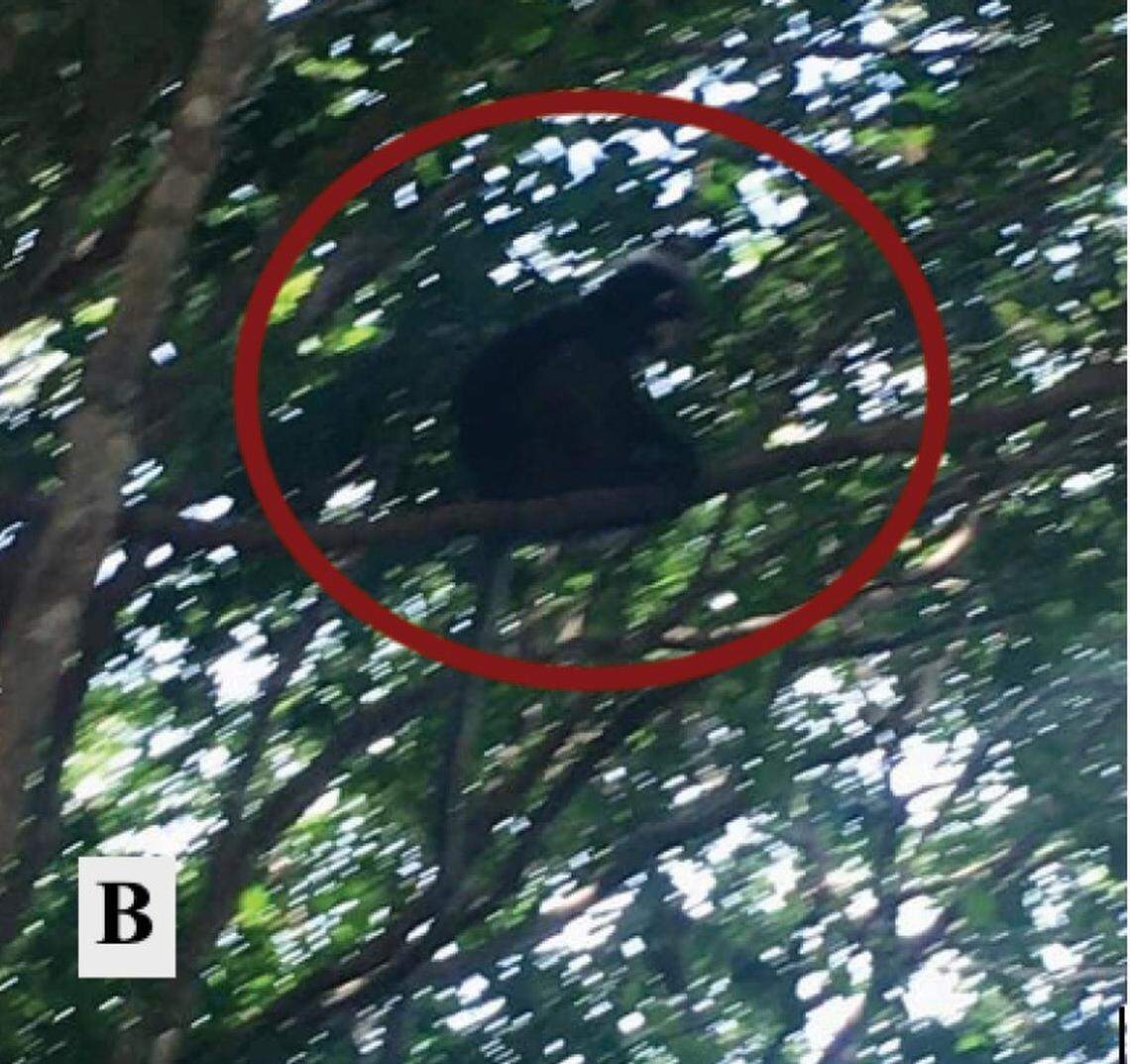 A dusky leaf monkey, or Trachypithecus obscurus, seen on Ko Pha Ngan.