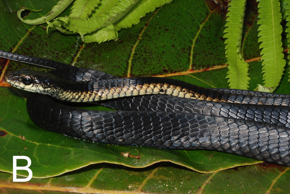 A Dendrelaphis roseni, or Rosen’s tree snake.