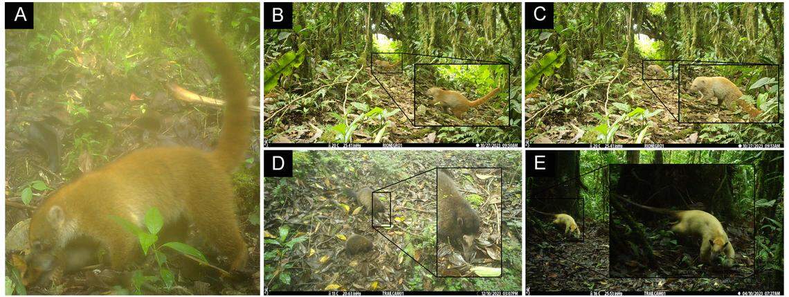 Some coatis had a coloration that made them appear more yellow than normal fur.