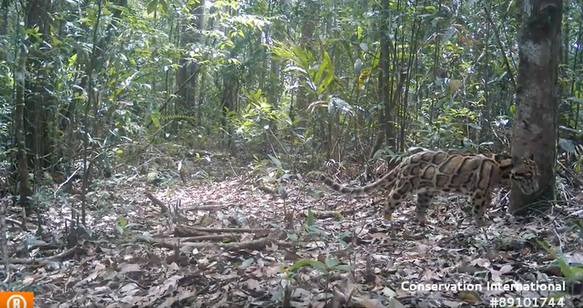 A clouded leopard seen walking in the Cardamom Mountains.