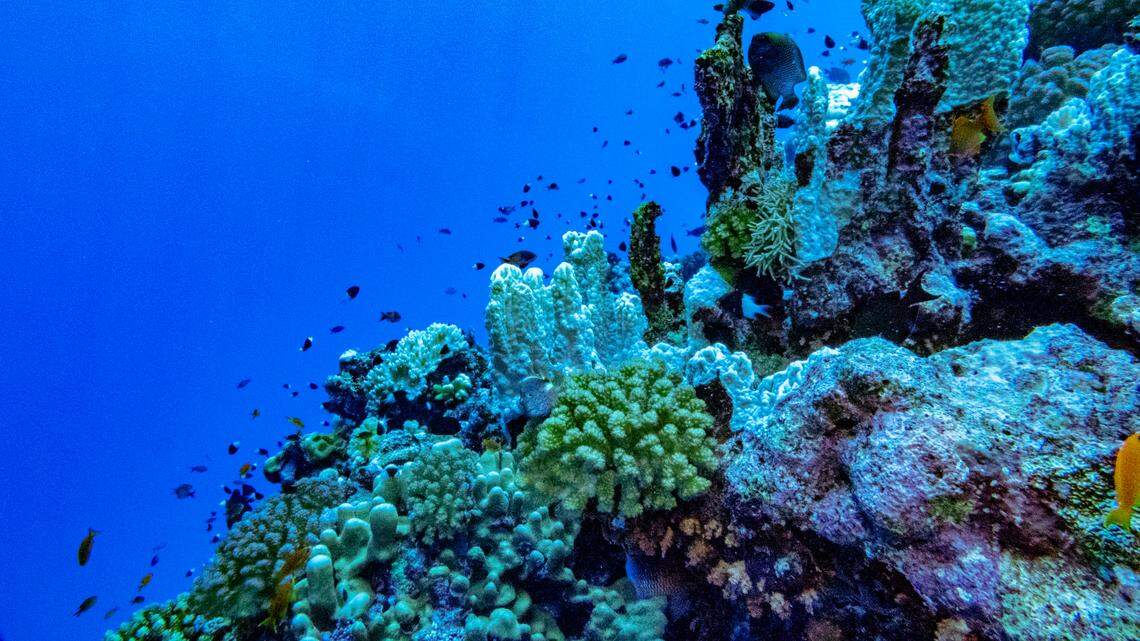 Scientists found a 1-foot-long sea creature with “sharp” teeth off the Arabian Peninsula and discovered a new species, a study said.