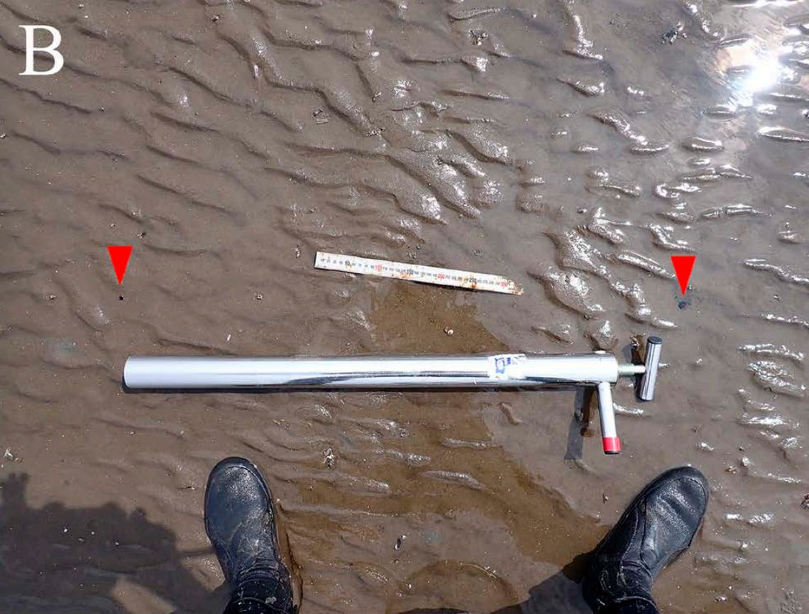 The burrow of a Bigelowina komaii, or Komai’s mantis shrimp, with two openings marked with red arrows.