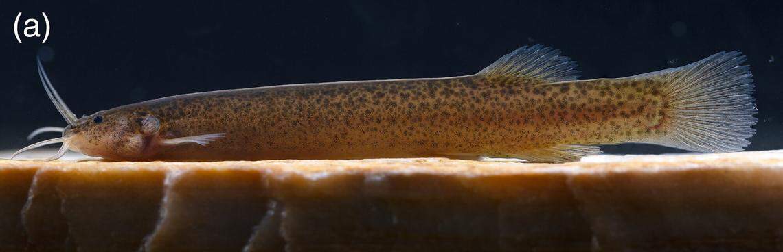 An Ituglanis jussariensis, or Jussari catfish.