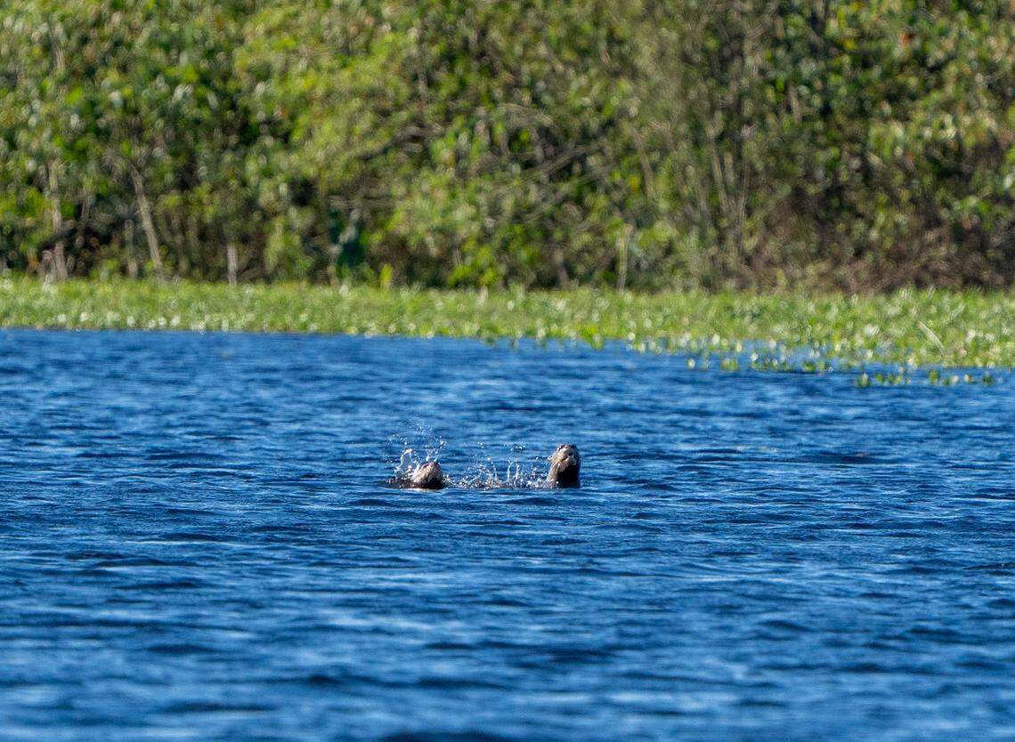 Two released otters seen swimming in the open wetlands.