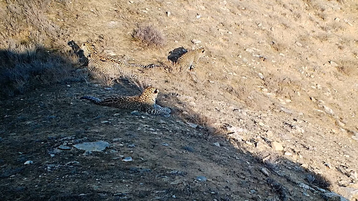 A trail camera in the Caucasus filmed a gathering of a mother leopard, three cubs and a male in a first-of-its-kind video.