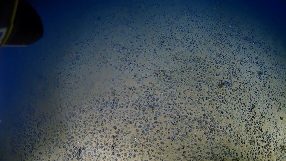 Deep-sea creature with dozens of tentacles seen moving in ‘peculiar’ way. See it