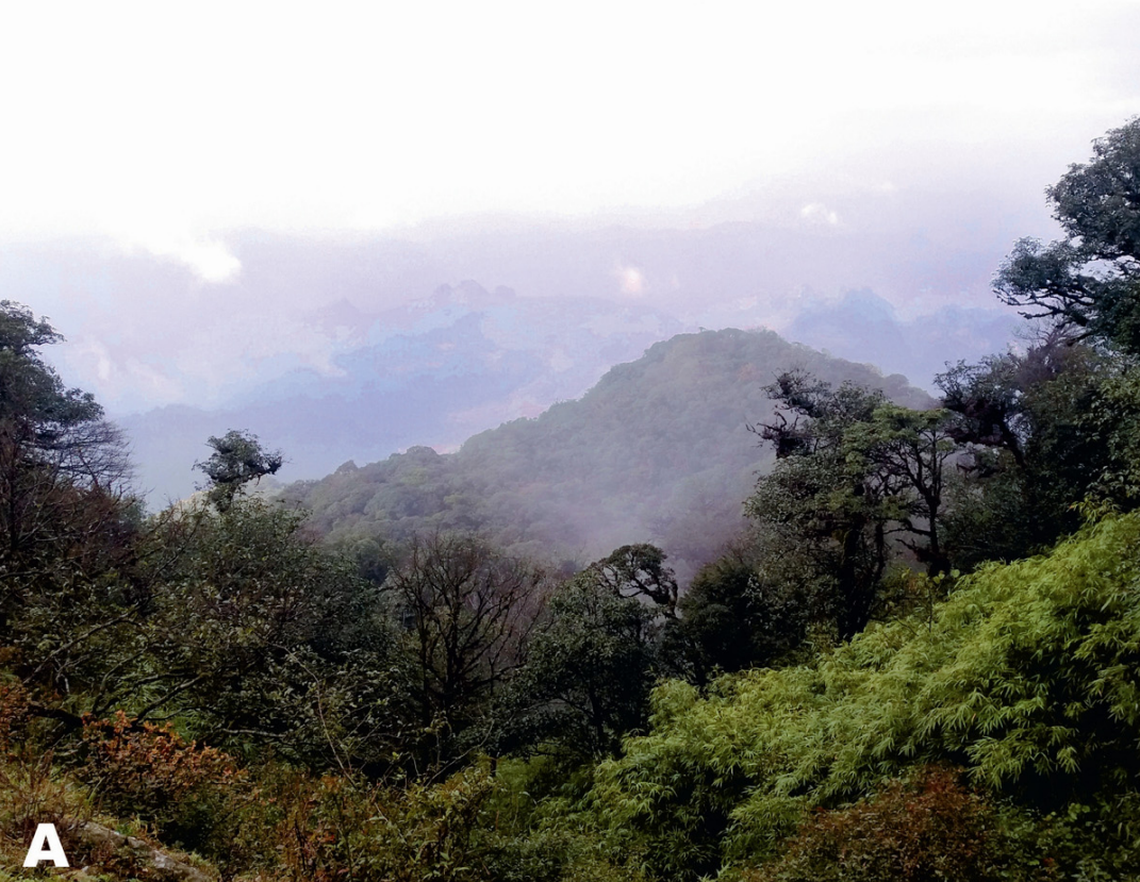 Scientists found a “crocodile”-like creature with orange fingertips at a mountain farm in Vietnam and discovered a new species.