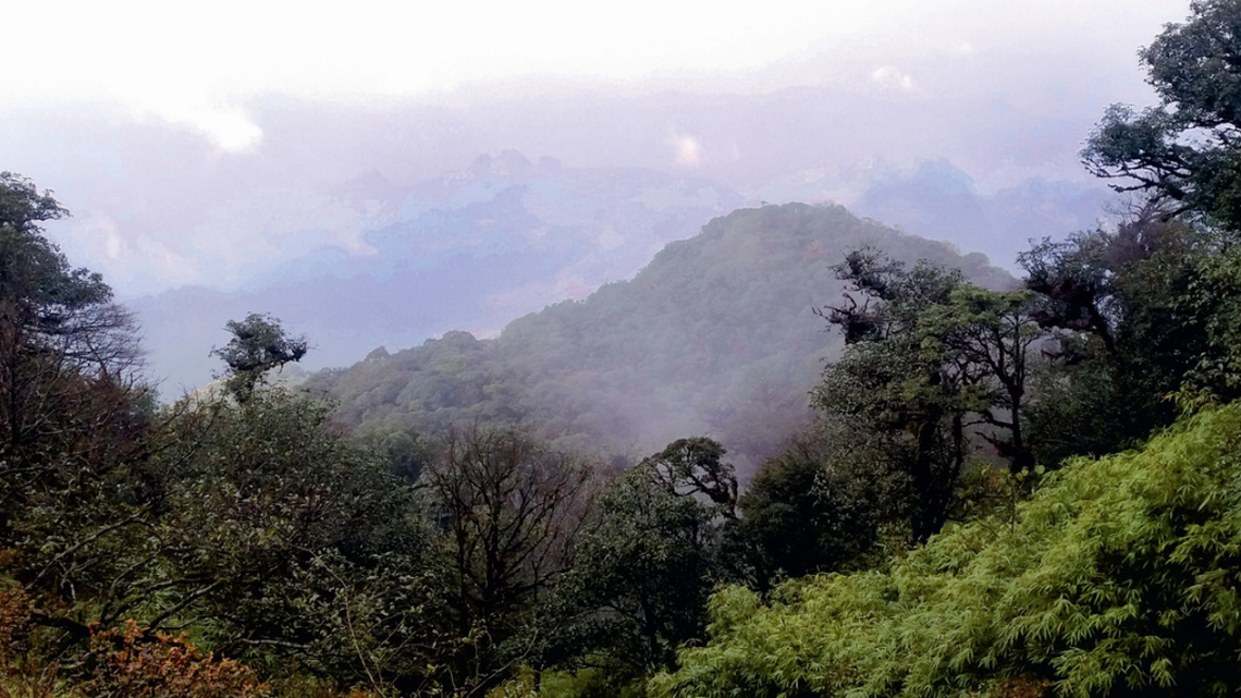 Scientists found a “crocodile”-like creature with orange fingertips at a mountain farm in Vietnam and discovered a new species.