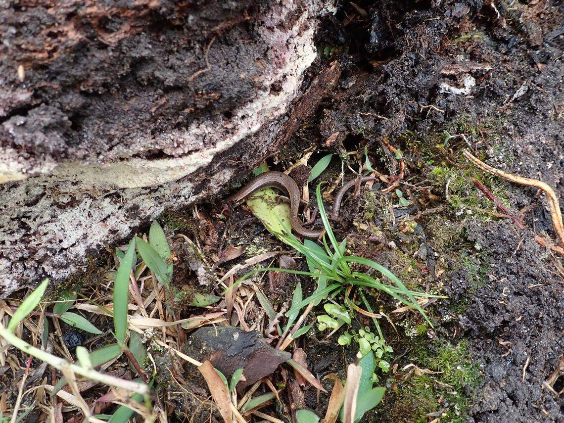 A Scincella fansipanensis, or Fansipan ground skink.