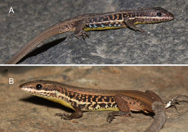Male Ophisops venustus, or charming snake-eyed lizards.